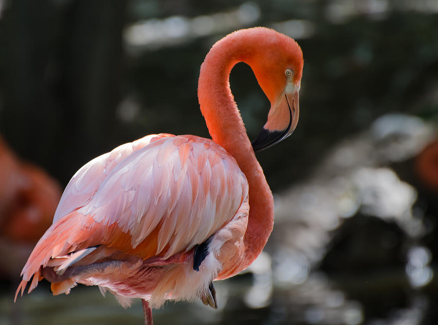 Gracious Flamingo Photograph by Robert VanDerWal - Fine Art America