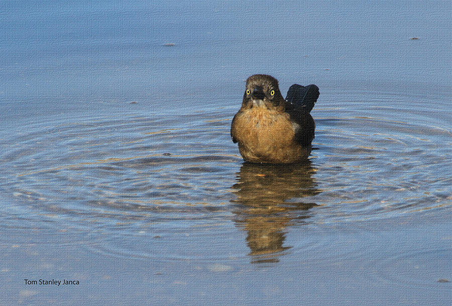 Grackle BathIng Photograph by Tom Janca