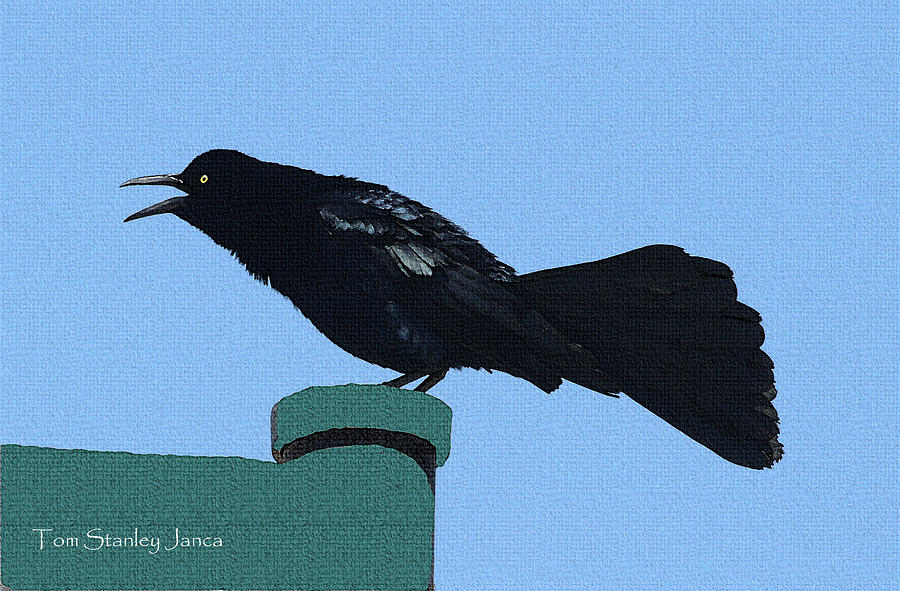 Grackle Calling Photograph by Tom Janca