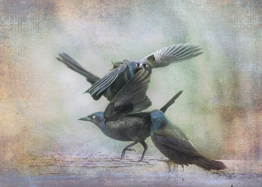 Grackle Dance Photograph by Sue Capuano