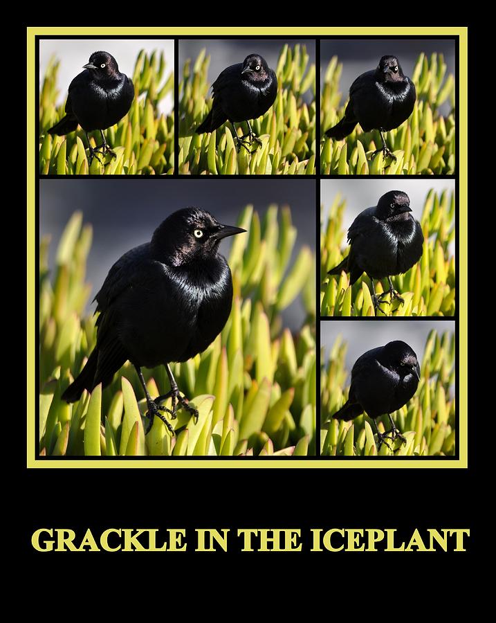 Grackle in the Ice Plant Photograph by AJ  Schibig