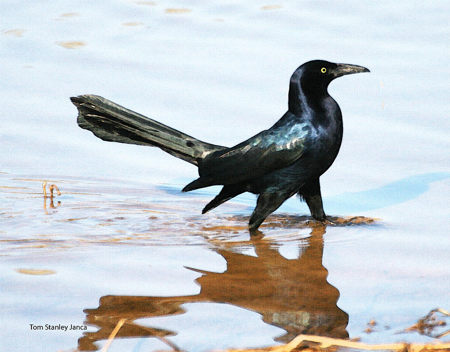 Grackle In The Pond Photograph by Tom Janca