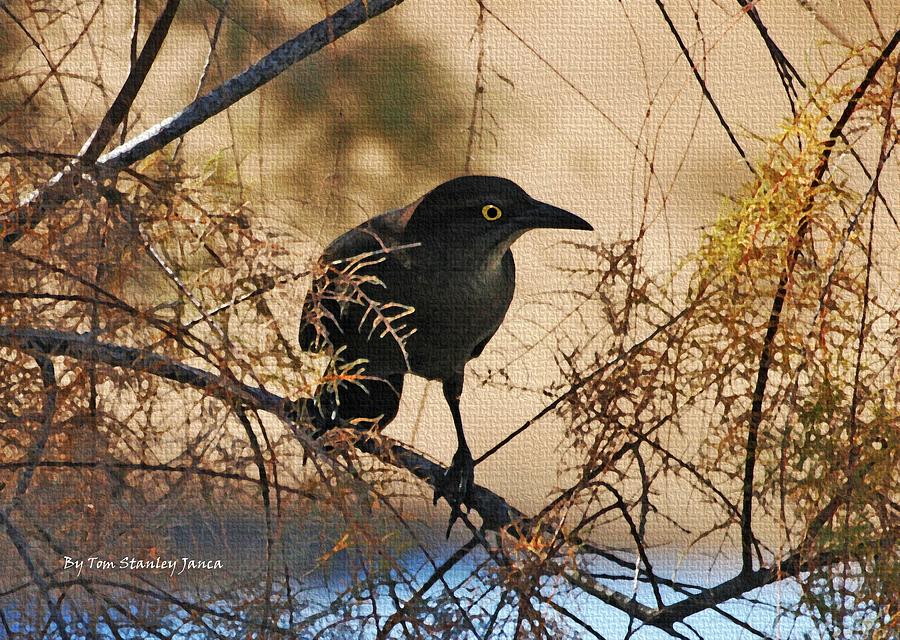 Grackle In The Tamarack Tree Photograph by Tom Janca