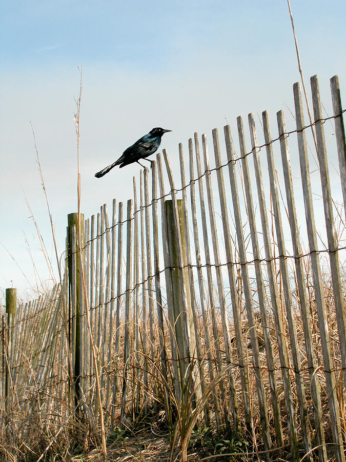 Grackle on a fence Photograph by Rob Huntley
