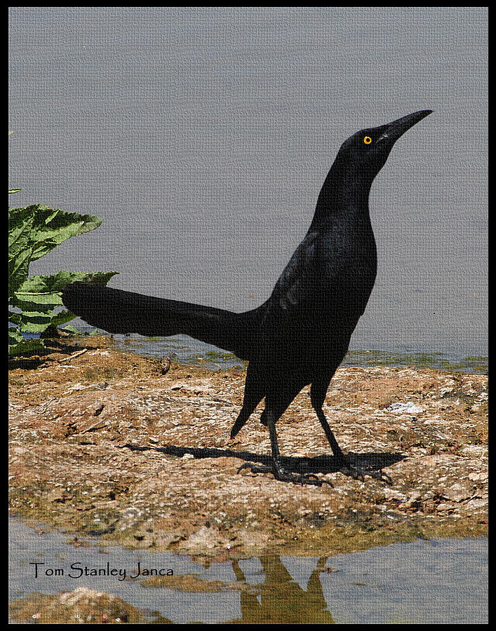 Grackle Posturing Photograph by Tom Janca
