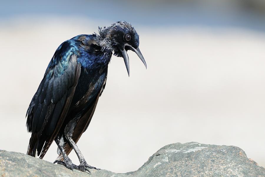 Grackle squawking Photograph by Bradford Martin