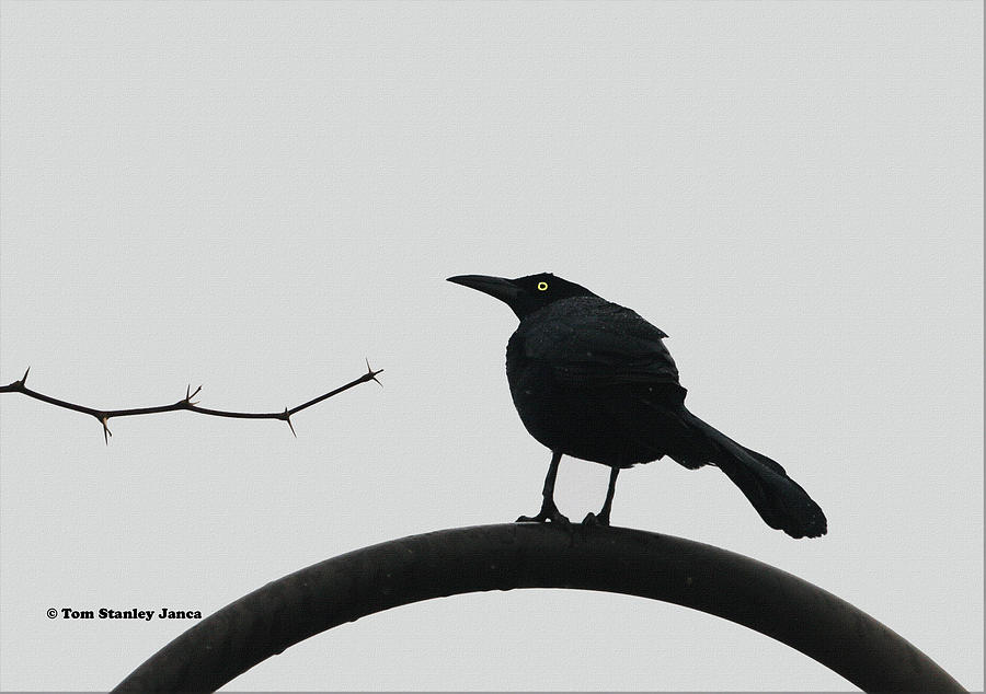 Grackle Twig And Bar Photograph by Tom Janca