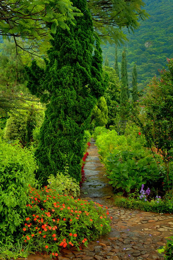 Garden Path, Guatemala Photograph