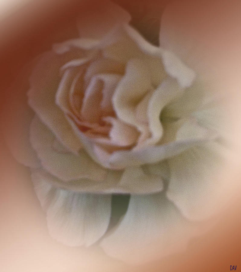 Gradient Bloom Photograph by Debra     Vatalaro