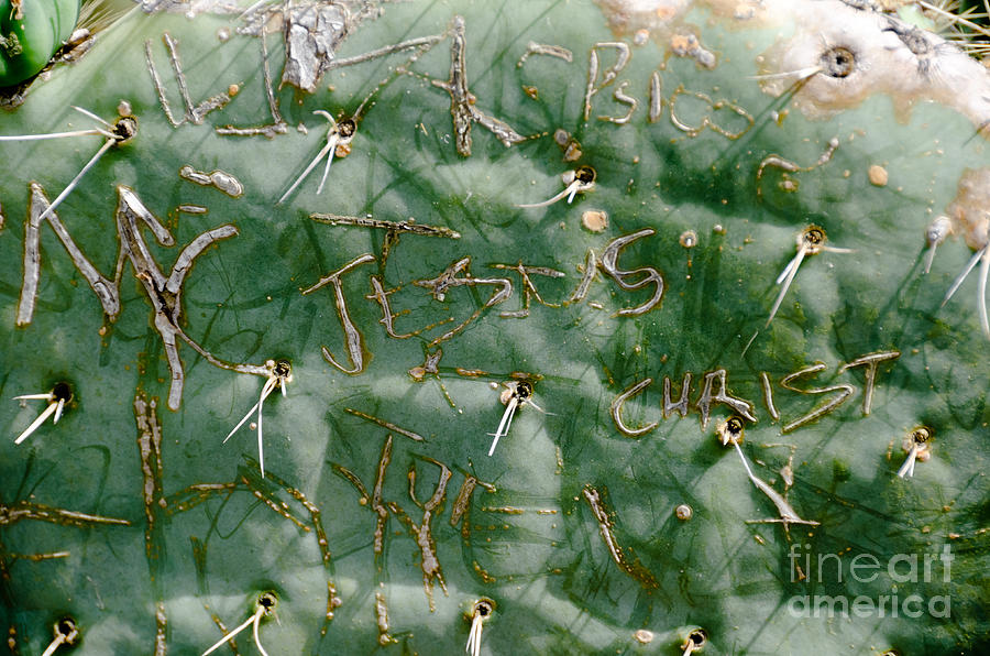Graffiti on Cactus Photograph by Yurix Sardinelly