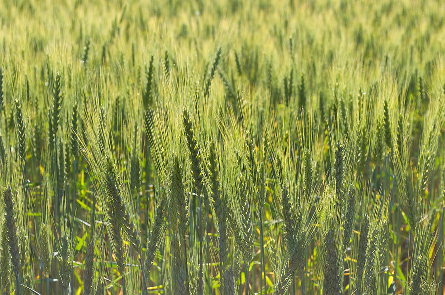 Grain Field Photograph by Aaron Spong