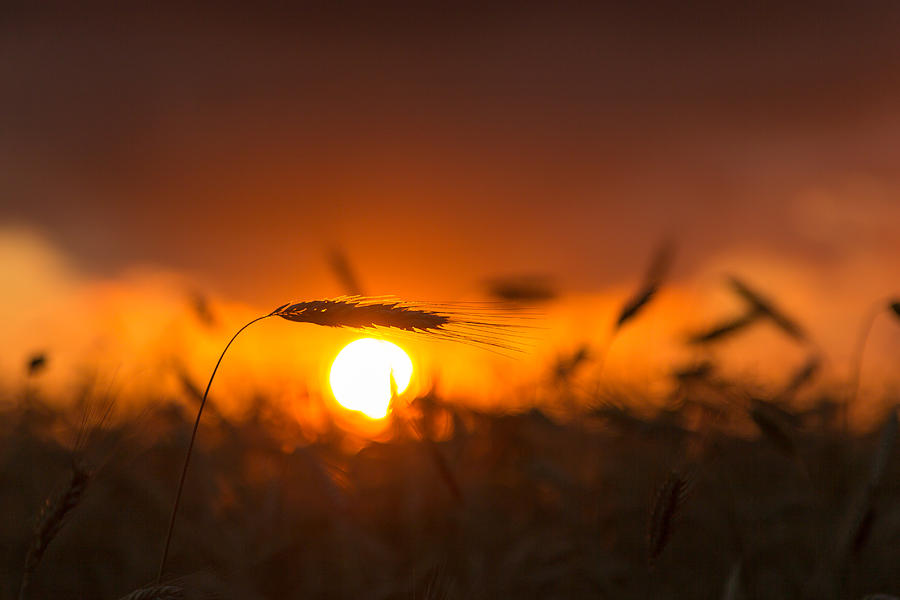 Sunset over the cornfield Photograph by Aldona Pivoriene