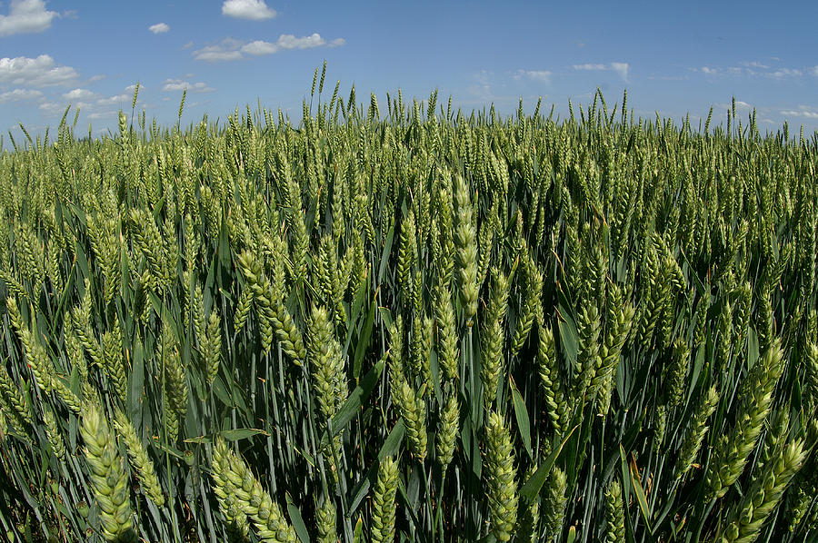 Grain field Photograph by Erik Tanghe
