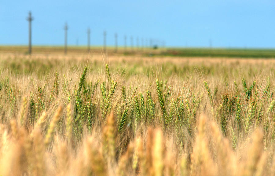 Grain field - HDR photo Photograph by Vlad Baciu
