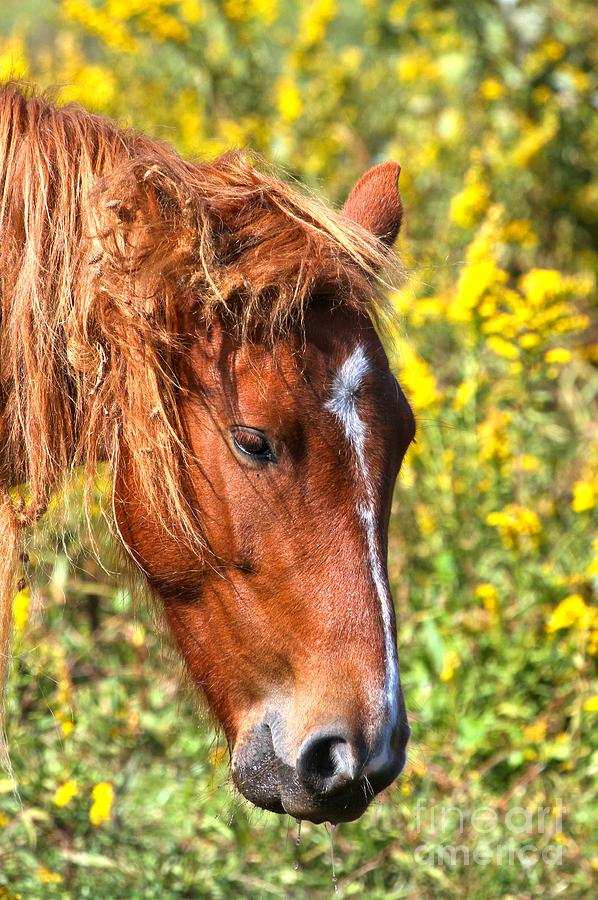Grazing Outer Banks Pony Photograph by Adam Jewell