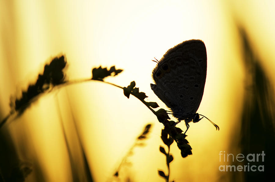 Butterfly Photograph - Gram Blue Butterfly Silhouette by Tim Gainey
