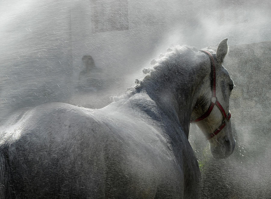 Horse Photograph - Gramy by Milan Malovrh