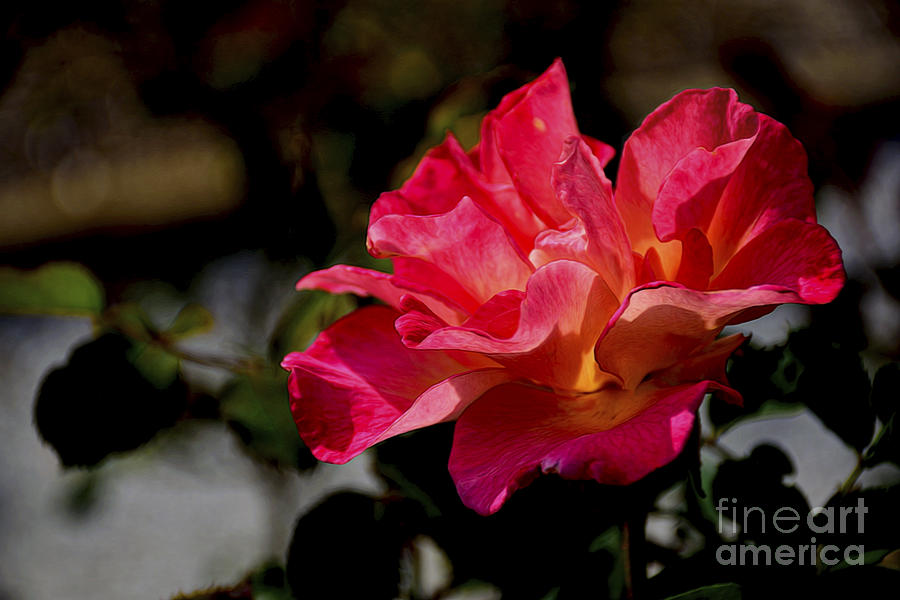 Granada Rose Photograph by Norman Gabitzsch