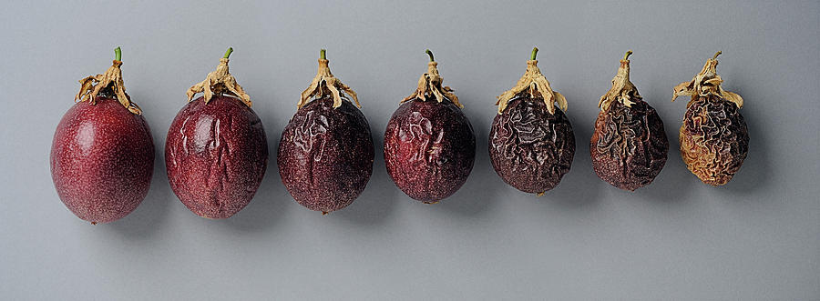 Granadillapassion Fruit - Ageing Photograph by David Malan