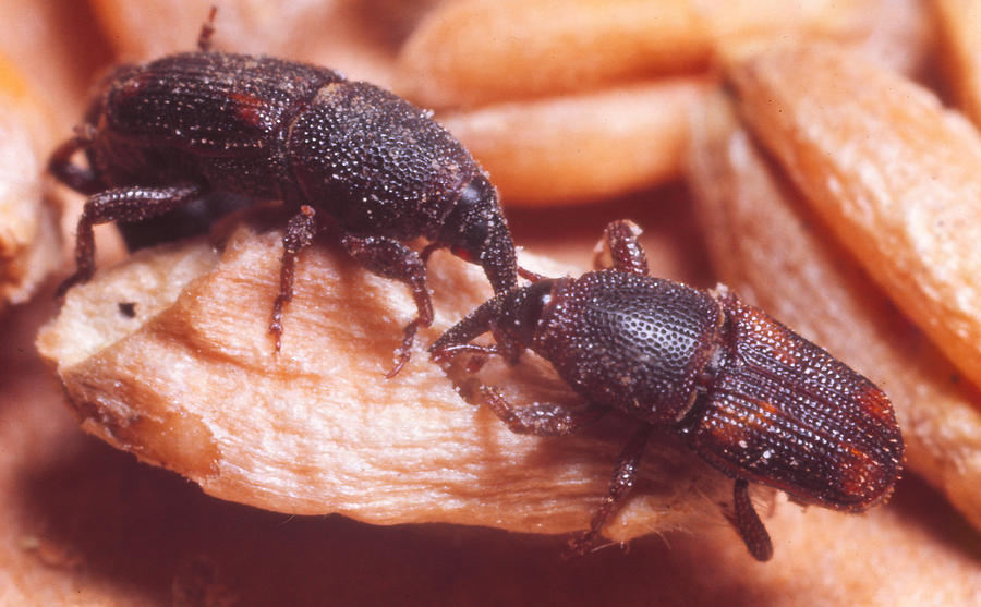 Granary Weevil Photograph by Harry Rogers - Fine Art America