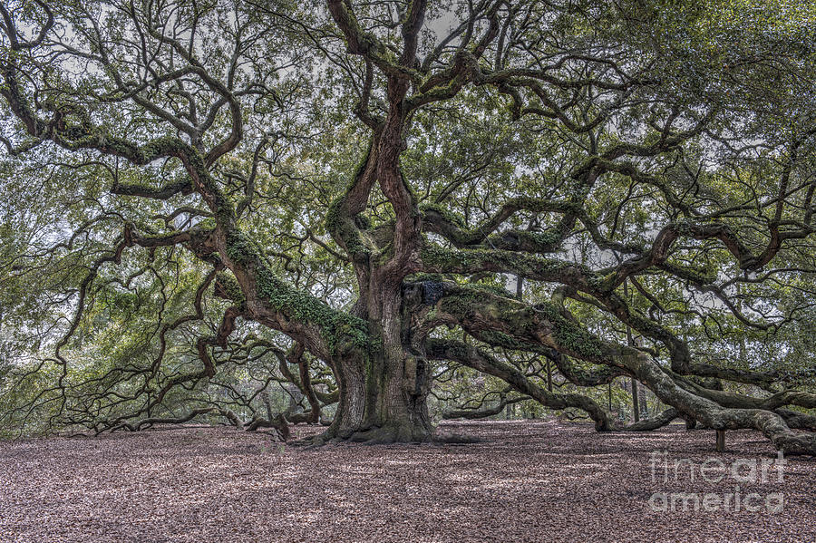 Grand Angel Oak Tree Photograph by Dale Powell
