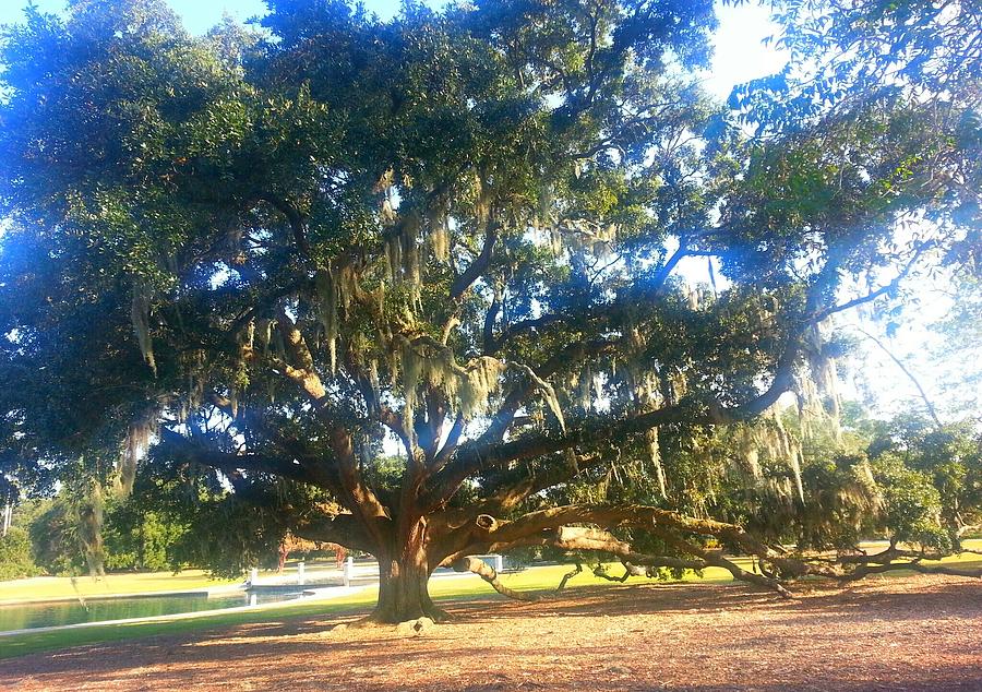 Grand Angelic Oak Photograph by Joetta Beauford