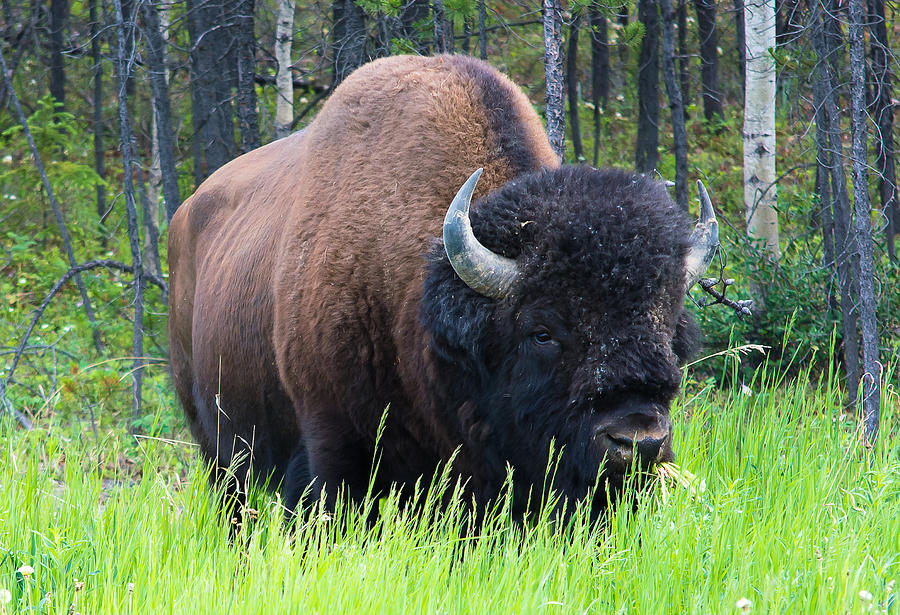 Wood Bison Photograph by Mark Little