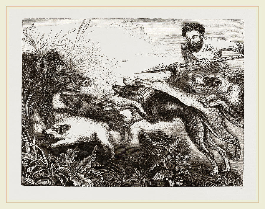 Grand Boarhunt Drawing by Litz Collection Pixels