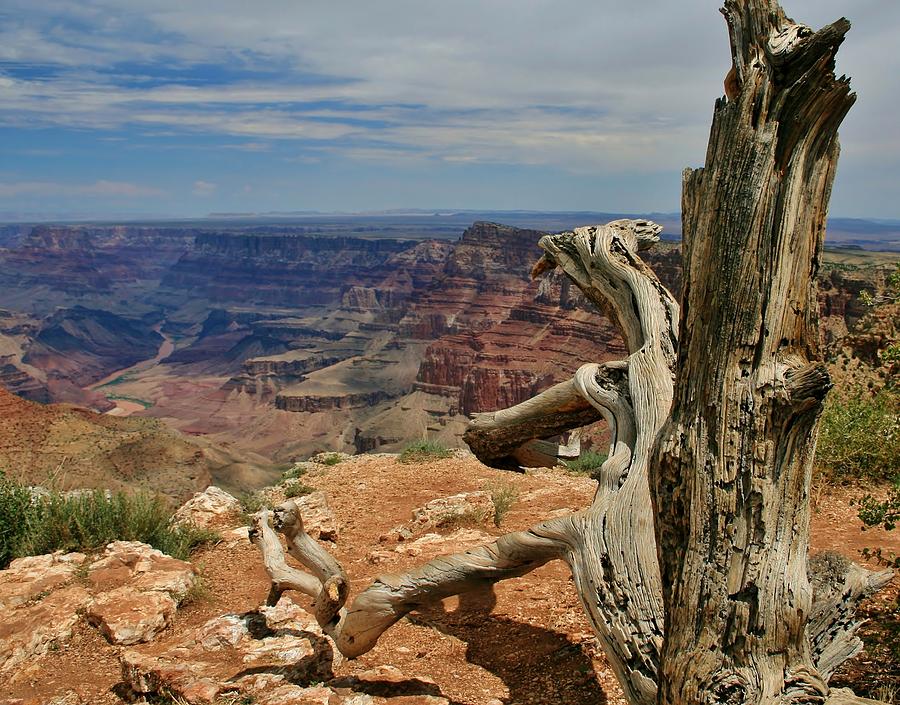 Grand Canyon and Dead Tree 1 Photograph by Mo Barton