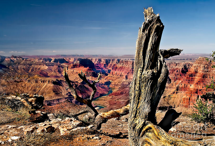 Grand Canyon and Old Tree Photograph by Robert Bales