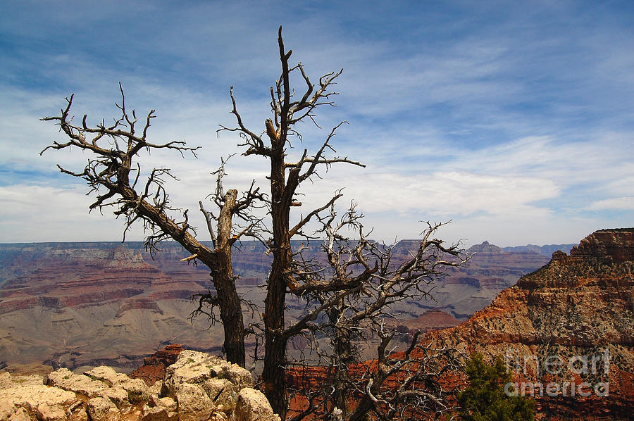 Grand Canyon and Lone Tree Photograph by Debra Thompson