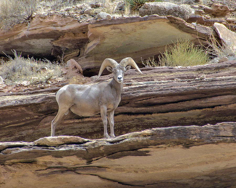 Grand Canyon Big Horn Sheep Photograph by Alan Toepfer