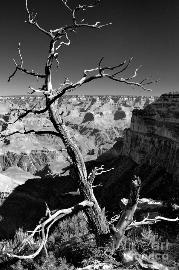 Grand Canyon BW Photograph by Patrick Witz