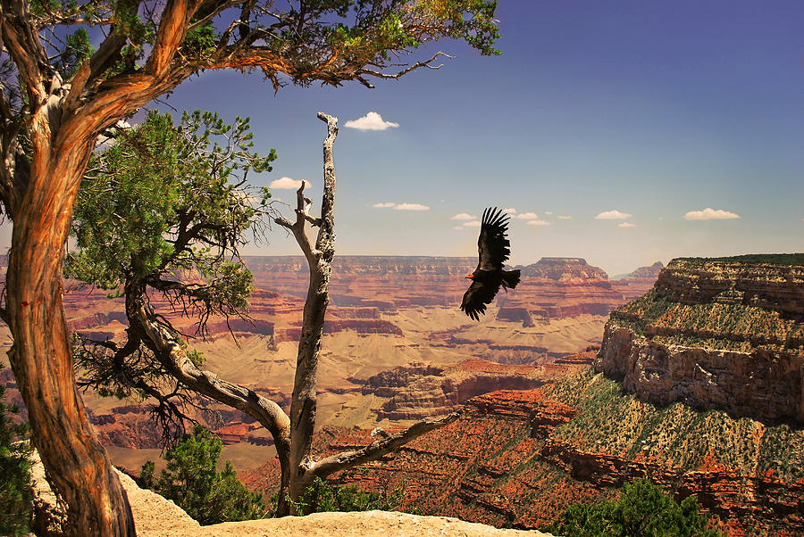 Grand Canyon California Condor Photograph by Gregory Ballos