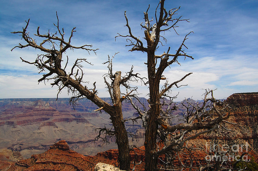 Grand Canyon Dead Tree Photograph by Debra Thompson