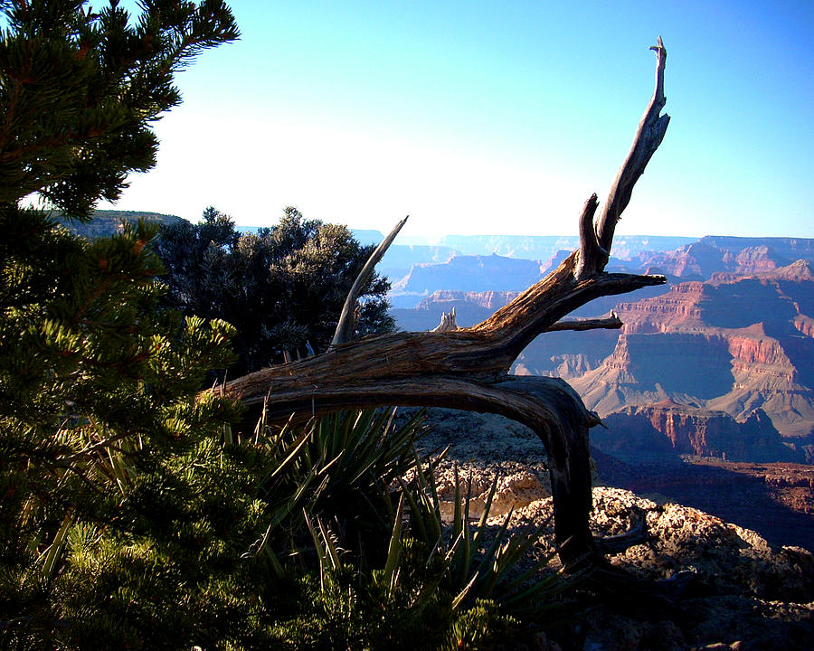 Nature Photograph - Grand Canyon Dead Tree by Matt Quest