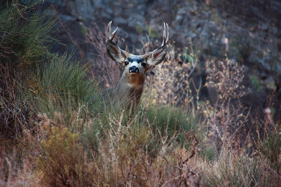 Grand Canyon Deer Photograph by Aidan Moran