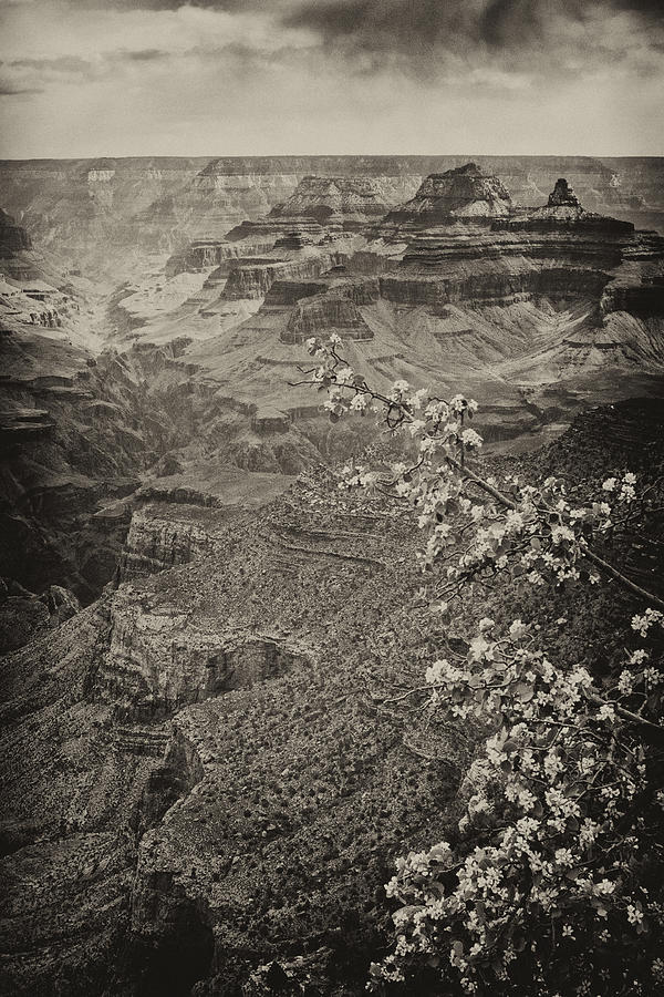 Grand Canyon Flowers Photograph