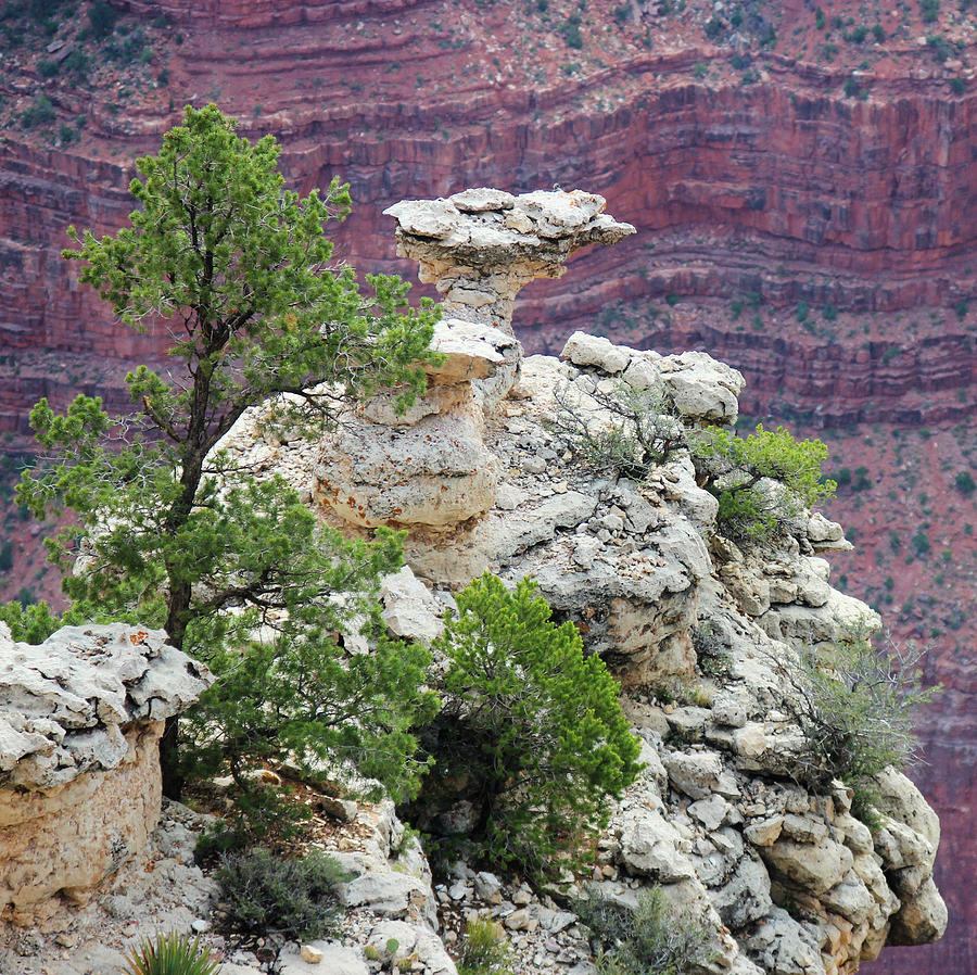 Tree Photograph - Grand Canyon  Lookout by Valerie Loop
