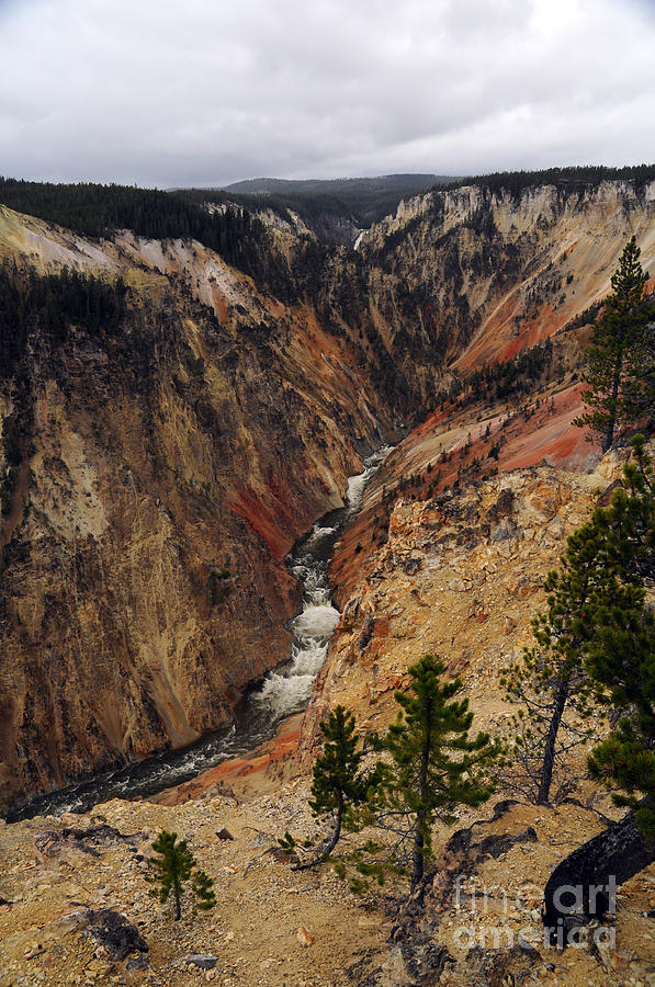 Grand Canyon of the Yellowstone Photograph by Cindy Murphy - NightVisions 