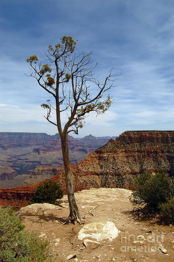 Grand Canyon Rim View Photograph by Debra Thompson