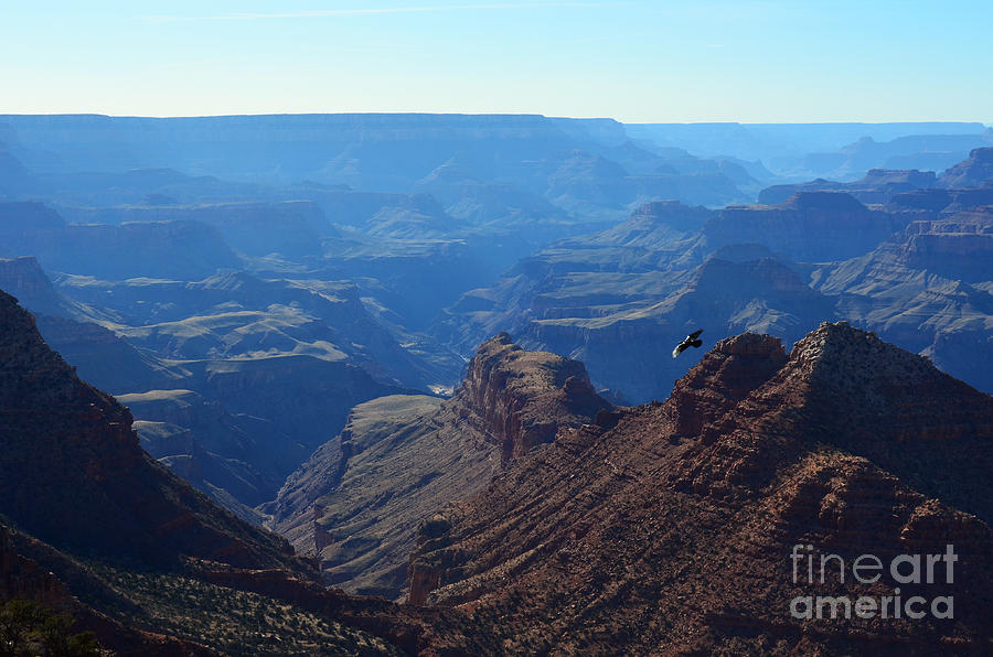 Grand Canyon Soaring Bird of Prey Photograph by Shawn OBrien