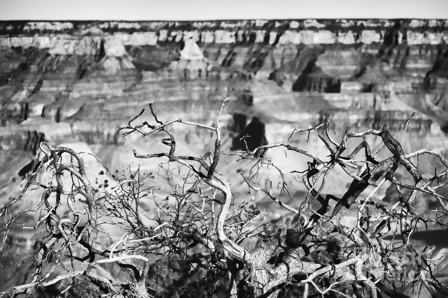 Grand Canyon South Rim-Black and White Photograph by Douglas Barnard
