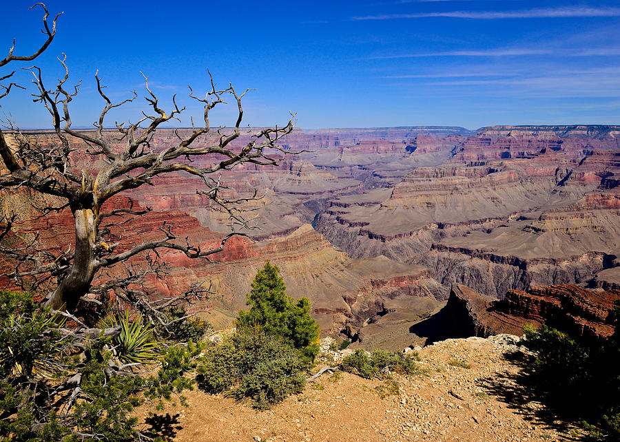 Grand Canyon South Rim Greeting Card Photograph by Greg Norrell