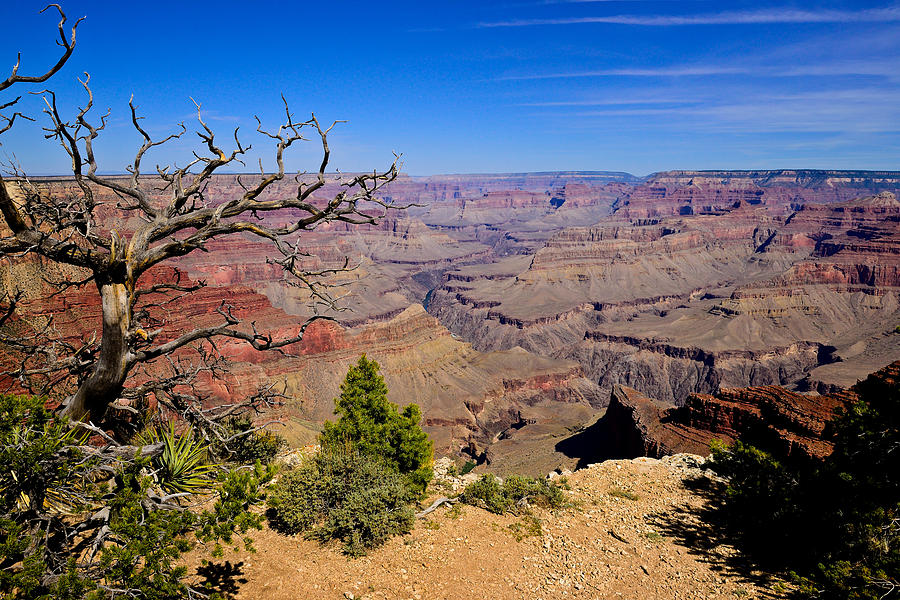 Grand Canyon South Rim Trail Photograph by Greg Norrell