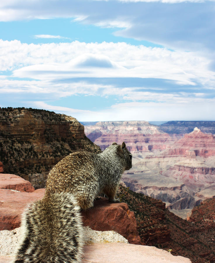 Grand Canyon Squirrel Photograph by Gravityx9  Designs