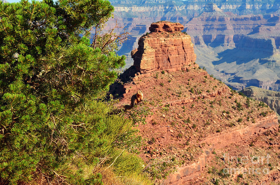 Grand Canyon Squirrel Out on a Limb in front of Oneill Butte Photograph by Shawn OBrien