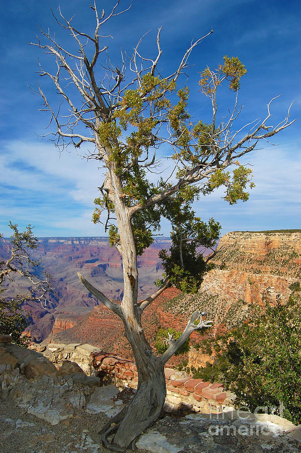 Grand Canyon Tree on Rim Trail Photograph by Debra Thompson