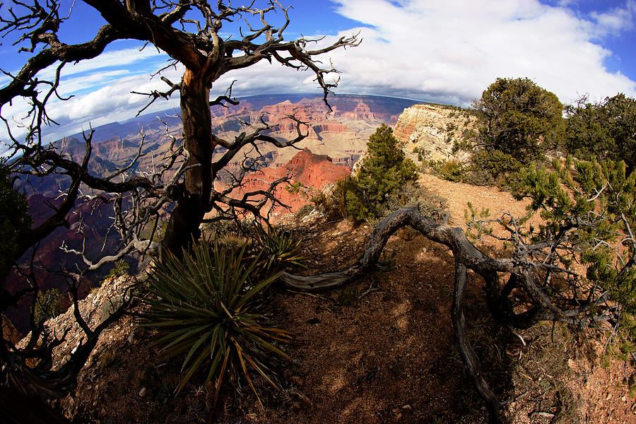 Grand Canyon Tree on the Edge Photograph by Daniel Woodrum