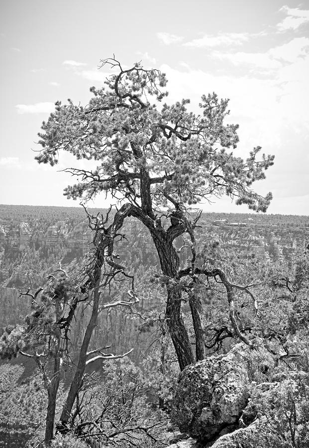 Grand Canyon Tree Study 1 Photograph by Robert Meyers-Lussier